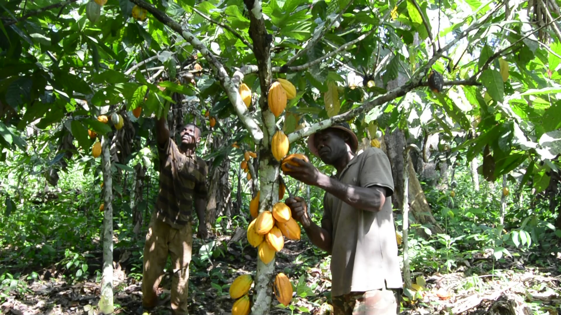 agriculteurs formés au cacao climato-intelligent