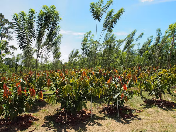 Installation d'une entreprise de chocolat avec plantation durable en arrière-plan